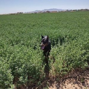 Meet your Posher, Henry